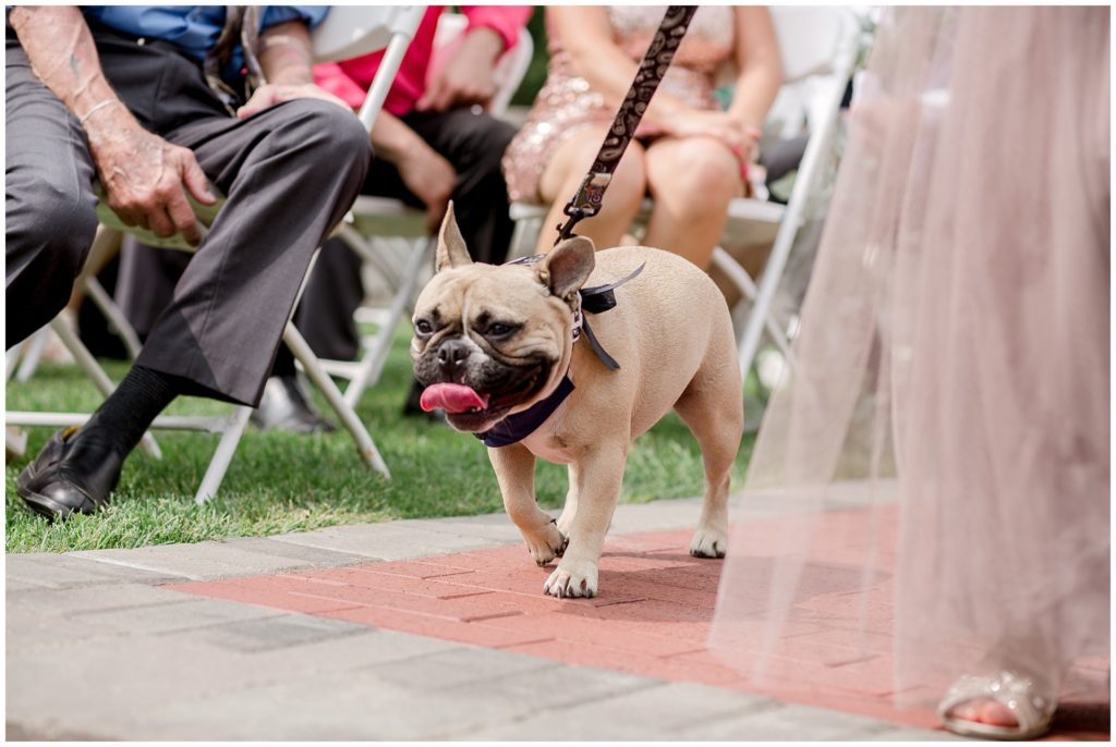 dog-walking-down-aisle-wedding