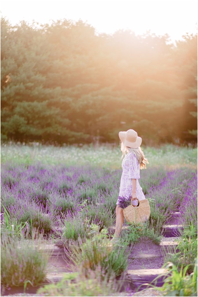 dreambox-photography-lavender-fields