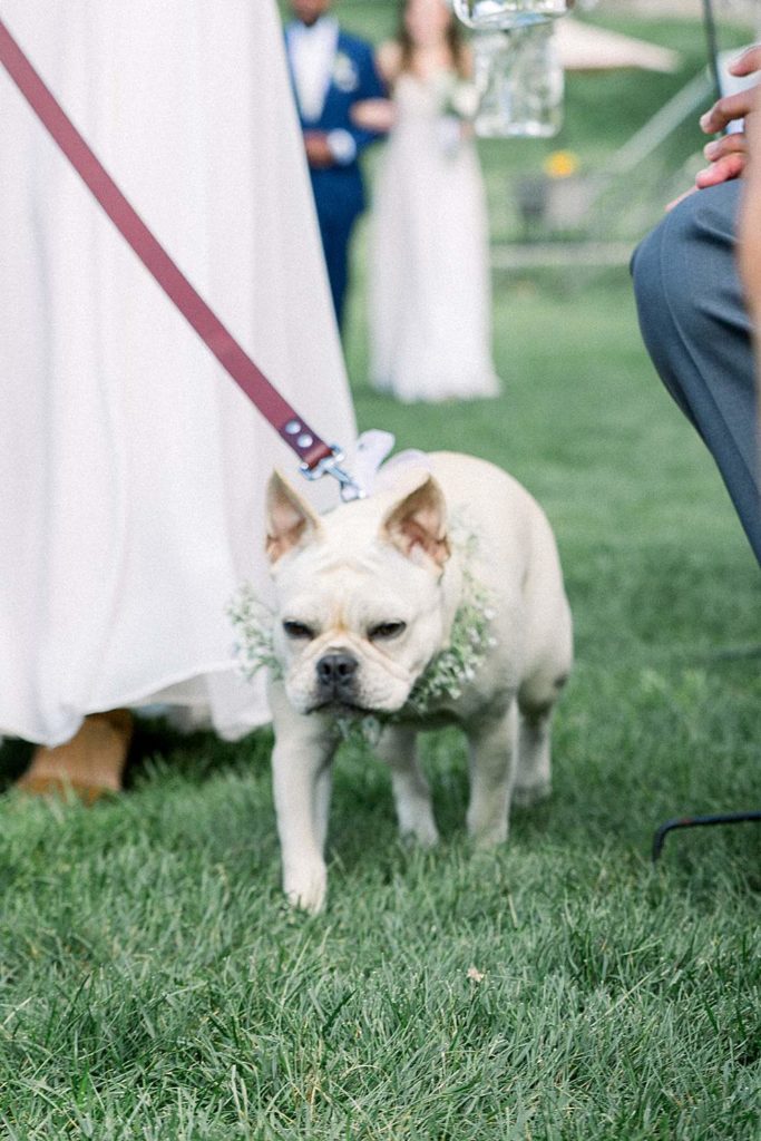 cute-dog-walking-down-aisle-wedding