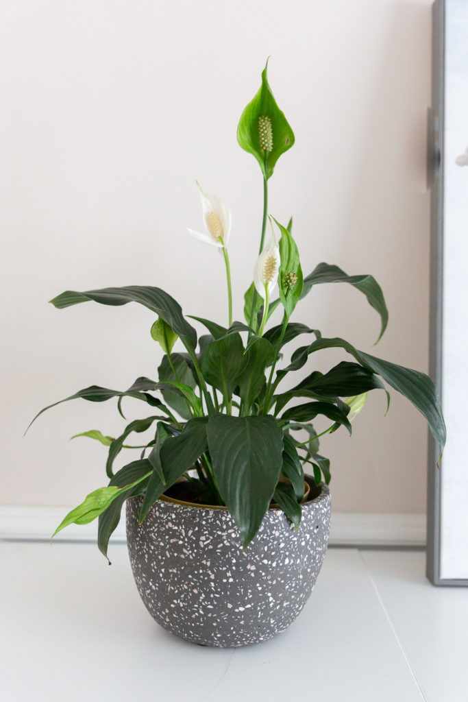 peace-lilly-plant-feng-shui-office